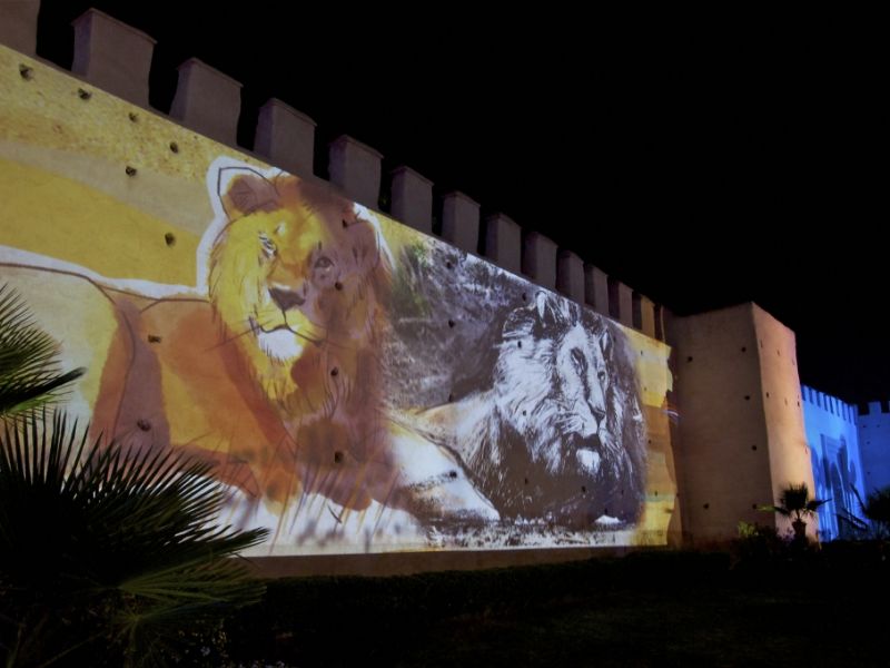 rempart-de-marrakech-lions
